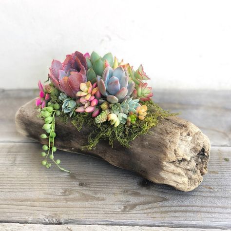 "Natural driftwood. Each Driftwood Planter is unique and planted with brightly colored succulents Driftwood 7\" to 8\" Long Planted with succulents For indoor or outdoor use Easy care instructions included If this is a gift, please add a note at checkout with your gift message, and we'll include your message on a gift card." Driftwood Planters, Driftwood Centerpiece, Succulent Planter Diy, Succulent Garden Design, Driftwood Projects, Succulent Centerpieces, Succulent Garden Diy, Succulent Wreath, Succulent Gardening