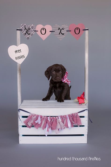 Puppy kissing booth, pet photography, pet portraits, Labradinger, Hundred Thousand Fireflies Photography Puppy Kissing Booth, Pet Photography Props Backdrops, Kissing Booth For Dogs, Kissing Booth Dog, Puppy Valentines Pictures, Dog Photography Backdrop, Dog Kissing Booth, Kissing Booth Photoshoot, Pet Photography Props