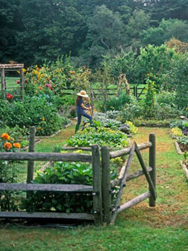 Taman Air, Potager Garden, Gardening Trends, Backyard Vegetable Gardens, Permaculture Design, Cottage Gardens, Large Backyard, Big Garden, Country Landscaping