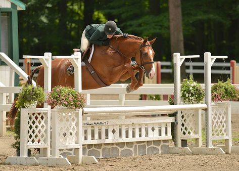 Hunter Jumper Jumps, Hunter Jumper Horses, Jumping Horses, Hunter Horse, Show Jumping Horses, Horse Aesthetic, Dream Barn, Hunter Jumper, Horse Jumping