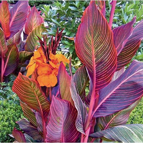 Product Image 1 Cana Lily, Curry Leaf Plant, Canna Flower, Canna Lily, Lily Bulbs, Lily Plants, Garden State, Garden Bulbs, Plant Lighting