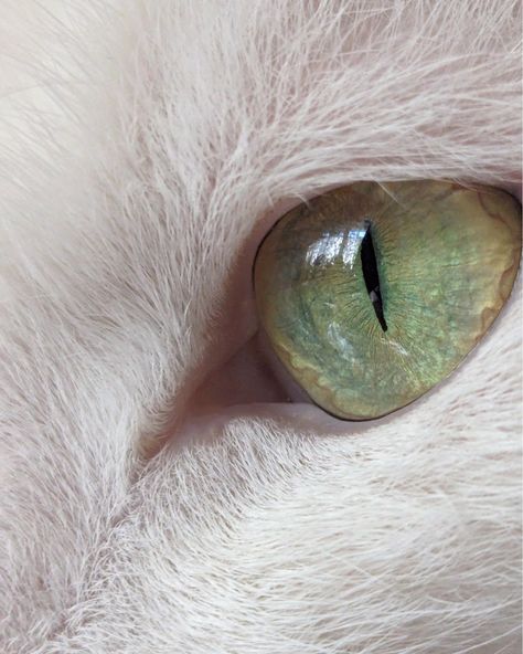 Cat Eyes Aesthetic, Green Eyed Cat, Sakura Haruno, Warrior Cats, Feline, Naruto, Art Reference, Instagram, Art