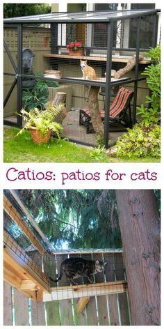 Cat Playground Outdoor, Spotted Cats, Cat Patio, Outdoor Cat Enclosure, Animals Crossing, Cat Run, Outdoor Cat House, Outdoor Cat, Cat Playground