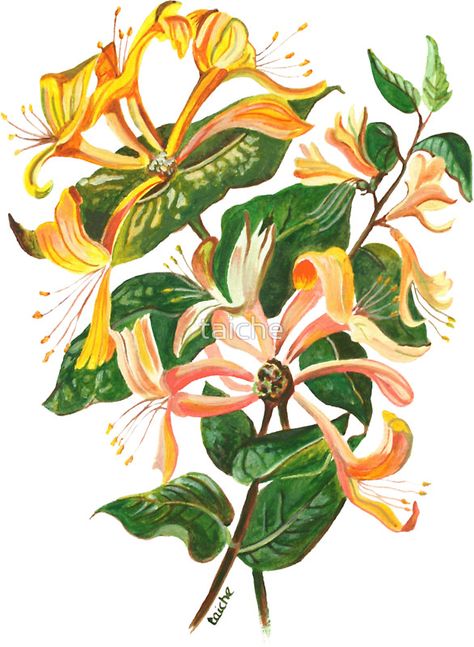 Honeysuckle Painting, Honeysuckle Cottage, Art Cut, Flower Wall Art, Acrylic Art, Botanical Art, Painting Acrylic, Wall Art Home, Art Home Decor