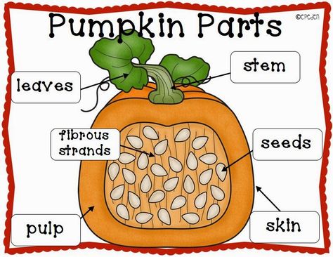 A Neighborhood Kindergarten : Pumpkin Patch CCSS Math, Science, & ELA Centers and Activities! Superhero Class, Pumpkin Investigation, Pumpkin Lessons, Square Pumpkin, Pumpkins Preschool, Pumpkins Kindergarten, Pumpkin Science, Pumpkin Day, Parts Of A Pumpkin