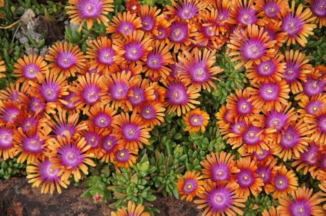 How to Grow Ice Plant Flowers (Delosperma cooperi) - Gardening Channel Best Ground Cover Plants, Delosperma Cooperi, Yucca Filamentosa, Lily Turf, Blooming Succulents, Creeping Phlox, Gardening Gear, Ice Plant, Estate Garden