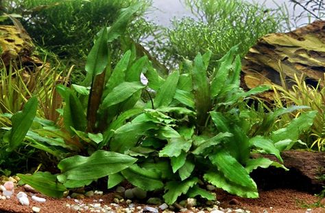 Cryptocoryne wendtii 'Green' - Dennerle Plants Cryptocoryne Wendtii, Snail Tank, Stem Plant, Plants Beautiful, Live Aquarium Plants, Live Aquarium, Fish Tank Plants, Healthy Christmas, Pet Fish