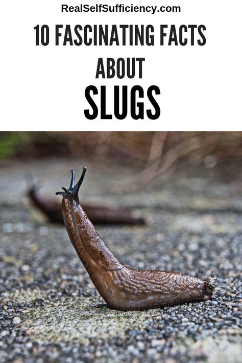 Slugs. An absolute menace in the vegetable garden. The swines will devour just about anything. None of our fruit or vegetable plants are safe. #slugs #gardenpest #factsaboutslugs Banana Slugs, Aphid Control, Getting Rid Of Slugs, Slugs In Garden, Organic Insecticide, Fruit Or Vegetable, Vegetable Plants, Organic Pesticide, Organic Pest Control