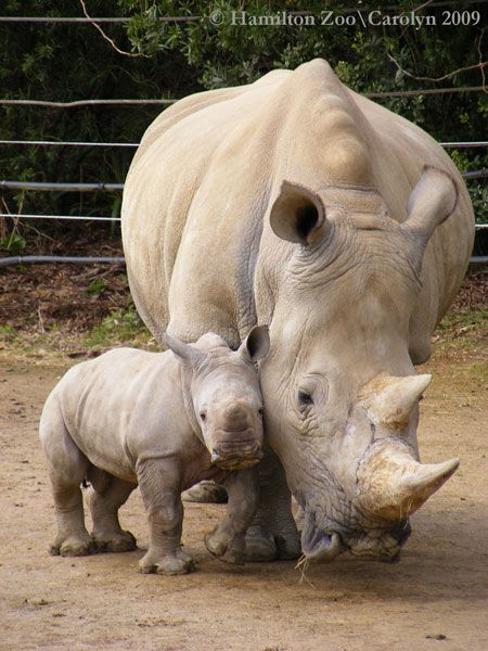 Baby rhinoceros snuggling up to his mother Kuda Nil, White Rhinoceros, Baby Rhino, Photography 101, African Animals, Animal Tattoos, Sweet Animals, Animal Planet, 귀여운 동물