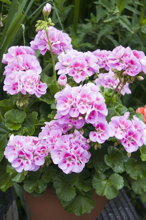 Propagating Geraniums, Pelargonium Geranium, Overwintering Geraniums, Floris Rose Geranium, Growing Geraniums, Geraniums Garden, Wild Geranium, Geranium Plant, Scented Geranium