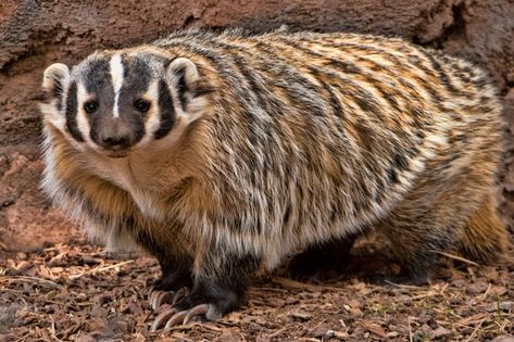 American Badger. American Badger, Honey Badger, Unusual Animals, Surprising Facts, Bags Aesthetic, Dark Photography, Woodland Creatures, Beautiful Creatures, Badger