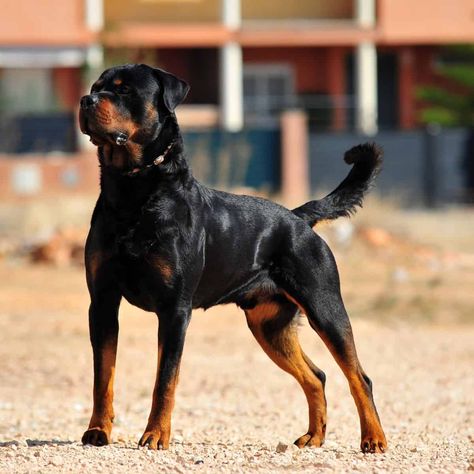 Rottweiler Pictures, German Rottweiler, Rottweiler Breed, Boxer Dogs Art, Rottweiler Love, Rottweiler Dog, Man And Dog, Herding Dogs, Bully Breeds