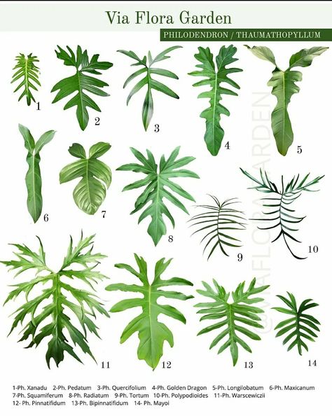 Plant Leaf Identification, Leaf Identification, Philodendron Plant, Palm Plant, Plant Guide, Plant Identification, House Plants Decor, Colorful Plants, Plant Lighting