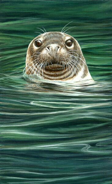 Grey Seal, Art Alevel, Cute Seals, Sea Life Art, Nature Artists, Wildlife Artists, Acrylic Artwork, Animals Artwork, Arte Animal