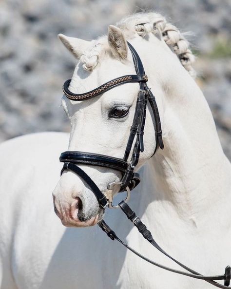 Horse Braids, Horse Mane Braids, Horse Photography Poses, Horse Braiding, Horse Family, Pictures With Horses, Welsh Pony, Pony Breeds, Horse Mane