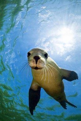 Foca. Fauna Marina, Marine Mammals, Sea Lion, Ocean Creatures, Ocean Animals, In The Ocean, Animal Planet, An Animal, A Sea