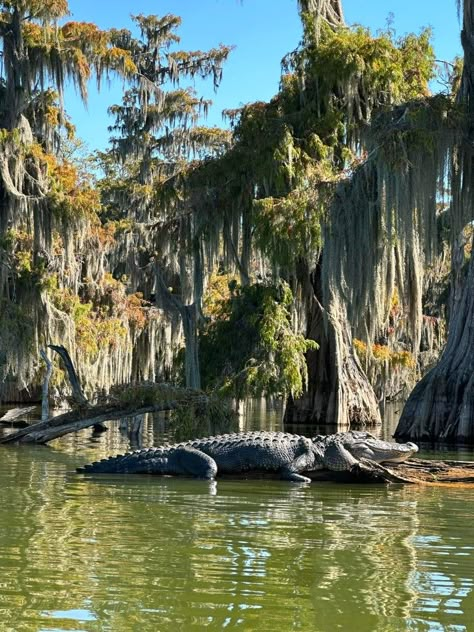 Louisiana Bayou Homes, Louisiana Swamp Aesthetic, Bayou Aesthetic, Louisiana Marsh, Swamp Tattoo, Louisiana Aesthetic, Florida Gothic, Alligator Meat, Bayou House