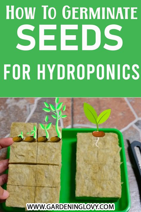 No doubt you can easily get seedlings from the market, but do you want to know how to germinate seeds for Hydroponics with Rockwool Bubbleponics? Read all about it here.#flowerplants #flowercare #urbangardening #mordengardeningecosystems Best Plants For Hydroponic Gardening, Rock Wool Hydroponics, Hydroponics Kratky Method, Germinate Seeds, Hydroponic Nutrients, Diy Hydroponic Nutrient Solution, Hydroponic Grow Systems, Growing Seedlings, Seedlings Indoors