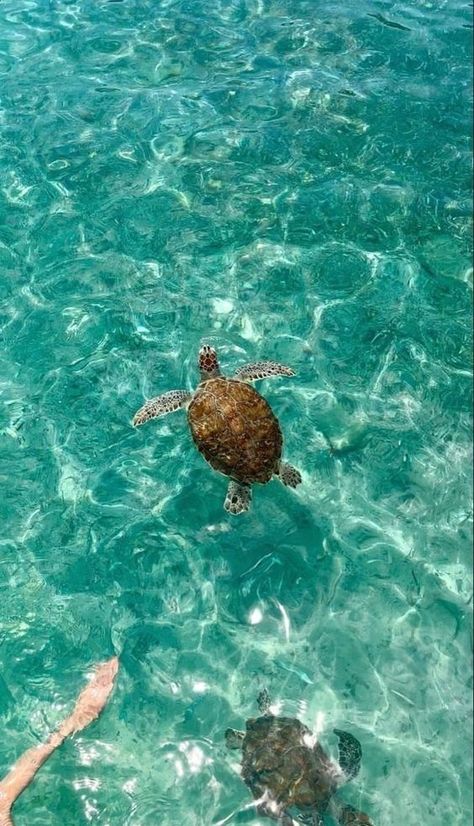 Beach Aesthetic Turtle, Ocean Girl Wallpaper, Turtle Background, Turtle Pictures, Sea Turtle Pictures, Asthetic Pics, Coconut Girl Aesthetic, Island Wallpaper, Hawaii Wall Art