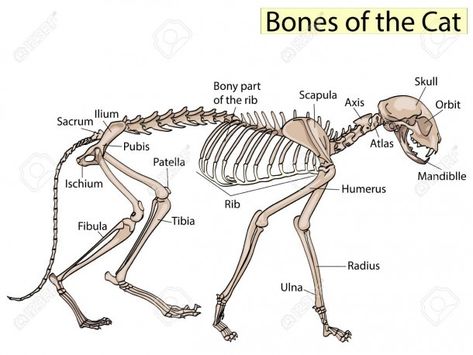 Cat Skeleton Diagram Bones Of The Head, Leg Anatomy, Animal Skeleton, Skeleton Anatomy, The Lovely Bones, Cat Skeleton, Dog Anatomy, Bone Stock, Cat Anatomy