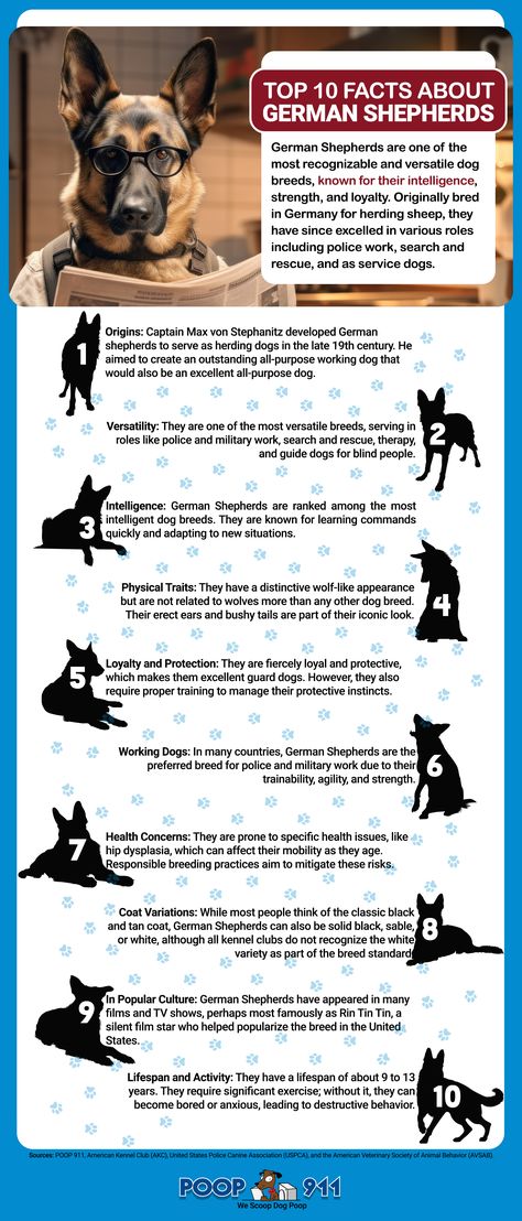 Top 10 Facts About German Shepherds Infographic German Shepherd Facts, Top 10 Facts, Animal Vet, Large Animal Vet, Work Search, Dog Sounds, Dog Information, Pet Vet, Herding Dogs