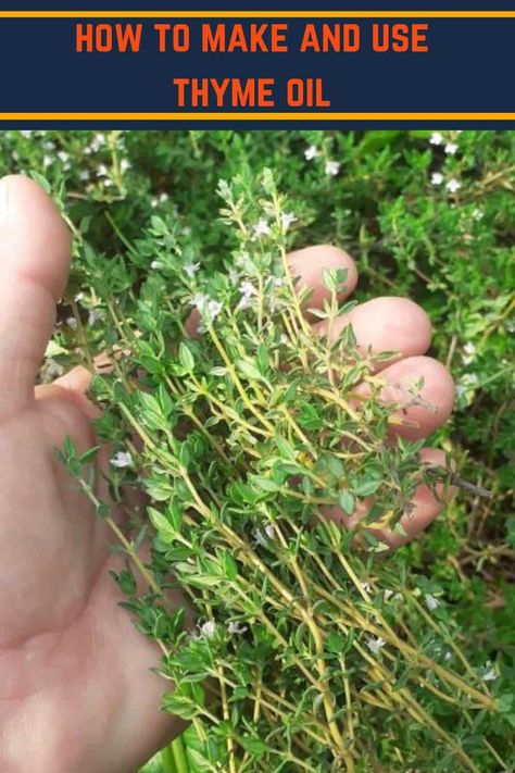 How To Use Thyme, Preserving Herbs In Oil, Thyme Tincture How To Make, Diy Herbal Oil, Thyme Tincture Benefits, How To Make Thyme Oil, Thyme Oil Recipes, Preserving Thyme, Thyme Oil Benefits