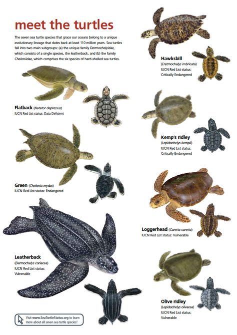 Images Of Turtles, Pictures Of Turtles, Oceanography Marine Biology, Sea Turtle Species, Types Of Turtles, Turtle Facts, Sea Turtle Pictures, Turtle Care, Turtle Images