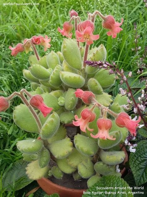 Kingdom Plantae, Colorful Succulents, Bear Paw, Cactus Flowers, Bear Paws, Plant Mom, Cactus And Succulents, Room Inspiration Bedroom, Cool Plants