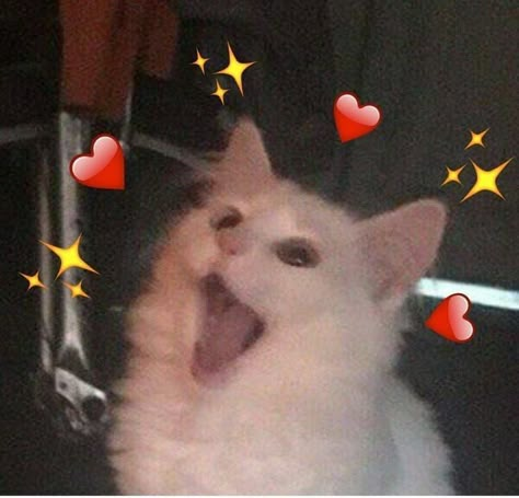 Wholesome Memes, Love Memes, Cute Memes, Reaction Images, Reaction Memes, Reaction Pics, Cat Memes, Cute Cat, Cute Cats