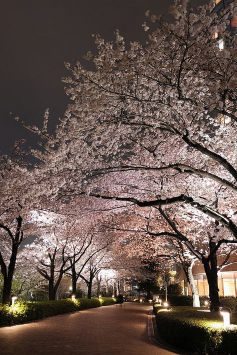 Night Walkers, Cherry Blossom Japan, Flower Landscape, I Want To Travel, Flowering Trees, Walkers, Cherry Blossom, Global Community, The Good Place