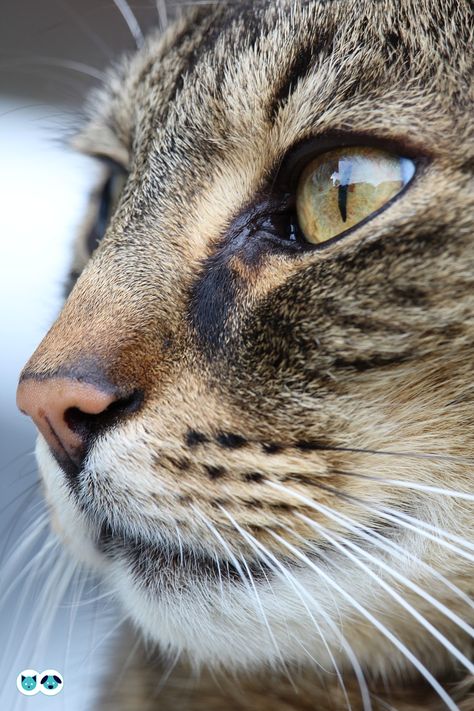 #AskTheVet: What are some tips on how to give nose drops to a cat? Learn more with Dr. Clayton Greenway. Silver Tabby Kitten, Silver Tabby Cat, Animal Noses, Cat Crying, Cat Nose, Cat Anatomy, Cat Health Care, Tabby Kitten, Domestic Cat