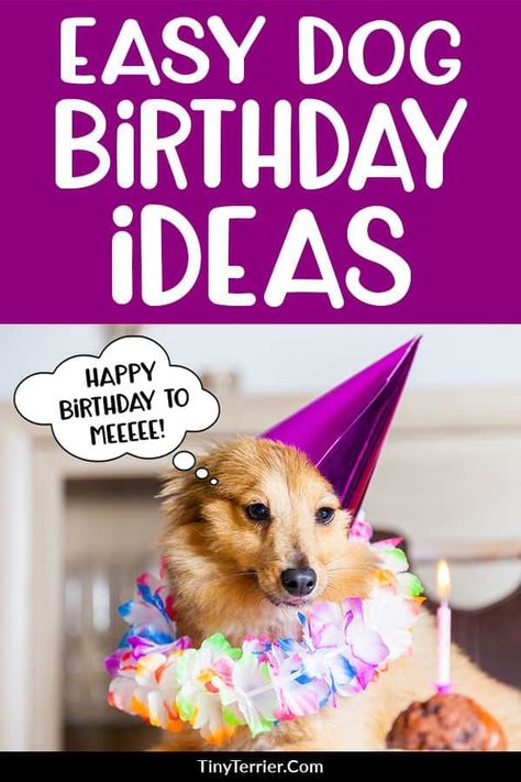 Dog Birthday Activities, Dogs Birthday Ideas, Dog Party Games, Dogs Birthday Party, Dog Birthday Party Ideas, Dog Parties, Dog Birthday Ideas, Dog Party Ideas, Getting A New Puppy