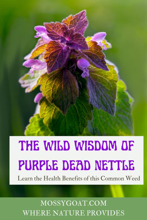 Deadnettle Salve, Purple Nettle Uses, Red Dead Nettle Uses, Dead Nettle Recipes, Purple Dead Nettle Recipes, Purple Dead Nettle Uses, Purple Nettle, Purple Deadnettle, Purple Dead Nettle