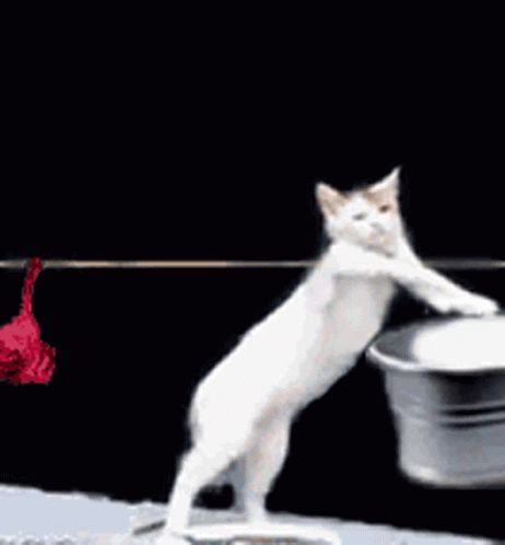 Cat Laundry GIF - Cat Laundry WashingClothes - Discover & Share GIFs Cat Wash, Funny Cat Videos, Cat Gif, Animal Gifs, Cat Memes, Washing Clothes, Animated Gif, Cool Gifs, Cats And Kittens