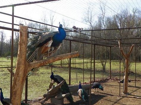 Peacock coop Peacock Coop Ideas, Peacock Enclosure Ideas, Peafowl Enclosure, Peacock Aviary, Peacock Cage, Raising Peacocks, Peacock Coop, Pea Fowl, Peacock Pen