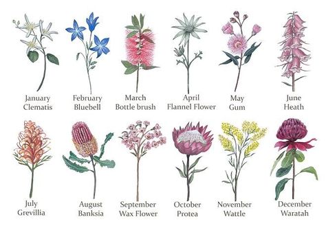 Australian Tattoo, Flowers Australia, October Birth Flowers, July Birth Flower, August Birth Flower, Australian Wildflowers, Flannel Flower, Australian Flowers, Australian Native Flowers