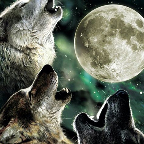 ~~Three wolves howling at the moon~~ A classic design, perfect for photoshopping the dogs' faces. Three Wolf Moon, Mountain Pants, Howling Wolves, Wolf Husky, Wolf Shirt, Wolf Wallpaper, Howl At The Moon, Wolf Love, Moon Pictures