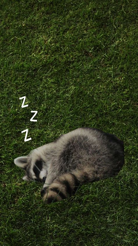 Cute Raccoon, Dream Concert, Iphone Wallpaper Themes, Orange Wallpaper, Racoon, Laptop Wallpaper, Spirit Animal, Connect With People, Your Aesthetic