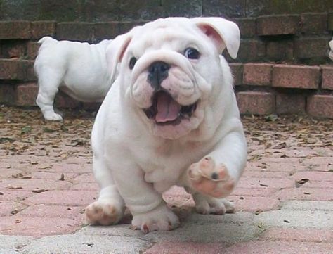 Happy bulldog! Cute Bulldogs, English Bulldog Puppies, Sweet Dogs, Happy Animals, Bulldog Puppies, English Bulldog, Training Tips, 귀여운 동�물, I Love Dogs