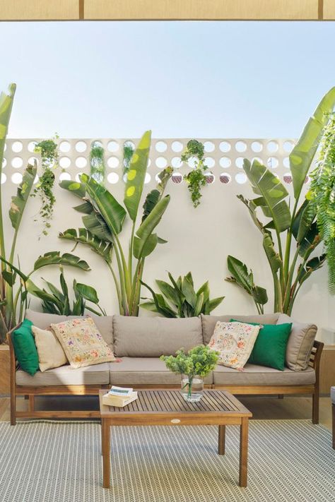 Hanging Plants Terrace, Birds Of Paradise Backyard, White Bird Of Paradise Plant Outdoor, Strelitzia Nicolai Outdoor, Birds Of Paradise Landscaping Ideas, Birds Of Paradise Plant Outdoor, Tropical Entryway Ideas, Bird Of Paradise Plant Outdoor Landscape, Bird Of Paradise Outdoor