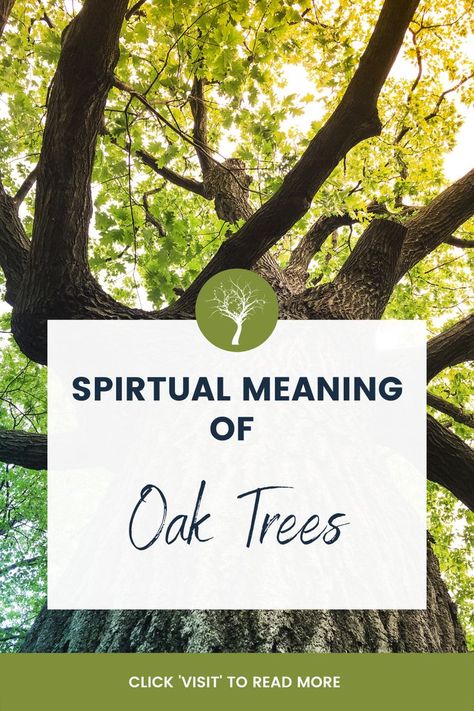 Oak trees symbolize strength, resilience, protection, healing, love, commitment, and wisdom in the spiritual realm. These qualities are sealed by the fact they can live for hundreds of years. Their presence on earth makes them fine keepers of ancient and contemporary knowledge and effective sources of guides. Oak Tree Symbolism, Tree Zodiac, Tree Symbolism, Tree Energy, Plant Symbolism, Tree Meanings, Feather Tattoo Meaning, Tree Symbol, Tree Hugging