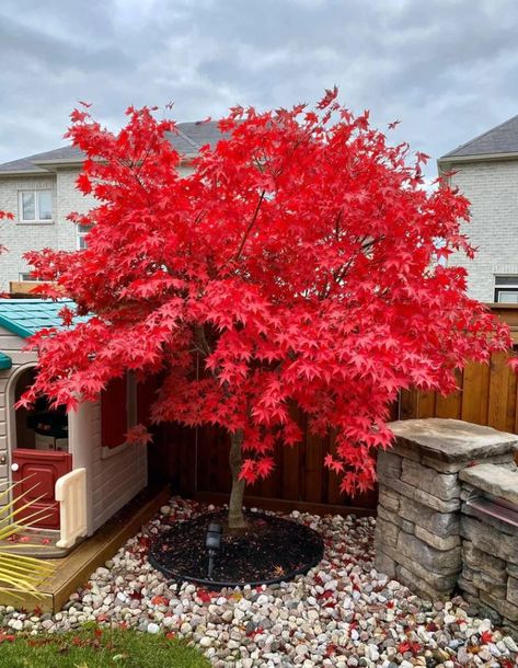 Japanese Maple Care, Japanese Maple Garden, Garden Sitting Areas, Japan Garden, Maple Trees, Japanese Maple Tree, Specimen Trees, Patio Garden Design, Acer Palmatum