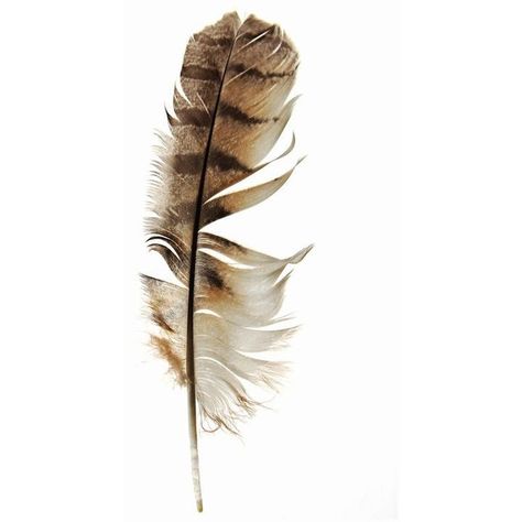 barred owl feather (mary jo hoffman) | STILL on white | Pinterest ❤ liked on Polyvore featuring home, home decor, white home decor, owl home accessories, white home accessories, white owl home decor and owl home decor Realistic Feather Drawing, Barred Owl Feather, Owl Feathers, Mary Jo Hoffman, Birds Feathers, Feather Illustration, Feather Drawing, Feather Photography, Owl Feather