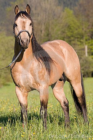 American Quarter Horse | American Quarter Horse Posing Stallion Royalty Free Stock Images ... Cai Arabi, Buckskin Horses, Aqha Stallion, Horse Herd, Quarter Horse Stallion, Buckskin Horse, Stallion Horse, Beautiful Horses Photography, Quarter Horses