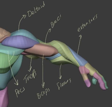 Stylized Anatomy, Zbrush Anatomy, Arm Anatomy, 3d Anatomy, Body Study, Anatomy Sculpture, Anatomy Tutorial, Body Drawing Tutorial, Human Anatomy Drawing