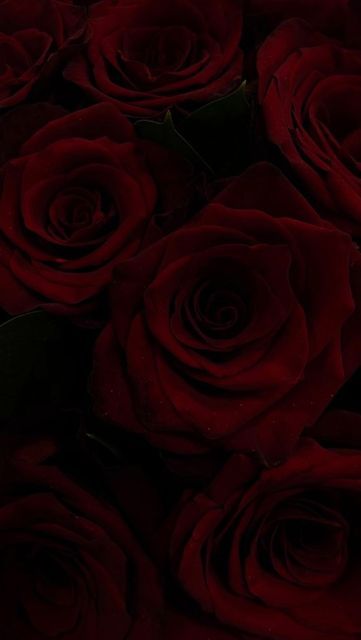 Red Aesthetic Roses, Black Mood Board, Maroon Aesthetic, Burgundy Aesthetic, Red And Black Wallpaper, Dark Red Background, Dark Red Roses, Dark Red Wallpaper, I See Red