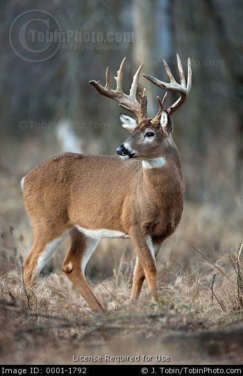 Whitetail Deer Pictures, Whitetail Hunting, Snow Travel, Deer Photography, Whitetail Deer Hunting, Cold Christmas, Big Buck, Big Deer, Deer Species