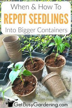 #gardentips #gardenideas #gardeningtips When To Transplant Seedlings, Indoor Gardening Supplies, Growing Seedlings, Gardening Seeds, Summer Gardening, Seedling Pots, Container Garden Design, Starting Seeds Indoors, Garden Types