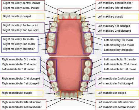 Tooth Chart Positioning Dental Assistant Cheat Sheet, Teeth Names, Fairy Reference, Dental Assistant Study Guide, Dental Terminology, Teeth Diagram, Dental Assistant School, Tooth Nerve, Dental Assistant Study