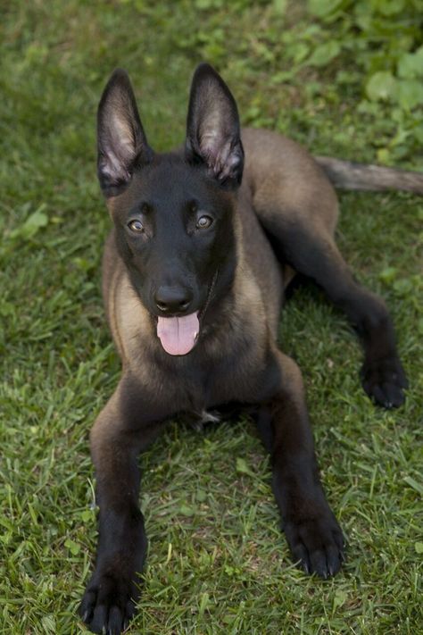 Dark Belgian Malinois Black Belgian Malinois, Malinois Puppy, Belgium Malinois, Malinois Puppies, Belgian Malinois Dog, Malinois Dog, Dog German, Dogs Breeds, Belgian Shepherd